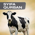 Syifa Qurban — Whole Cow